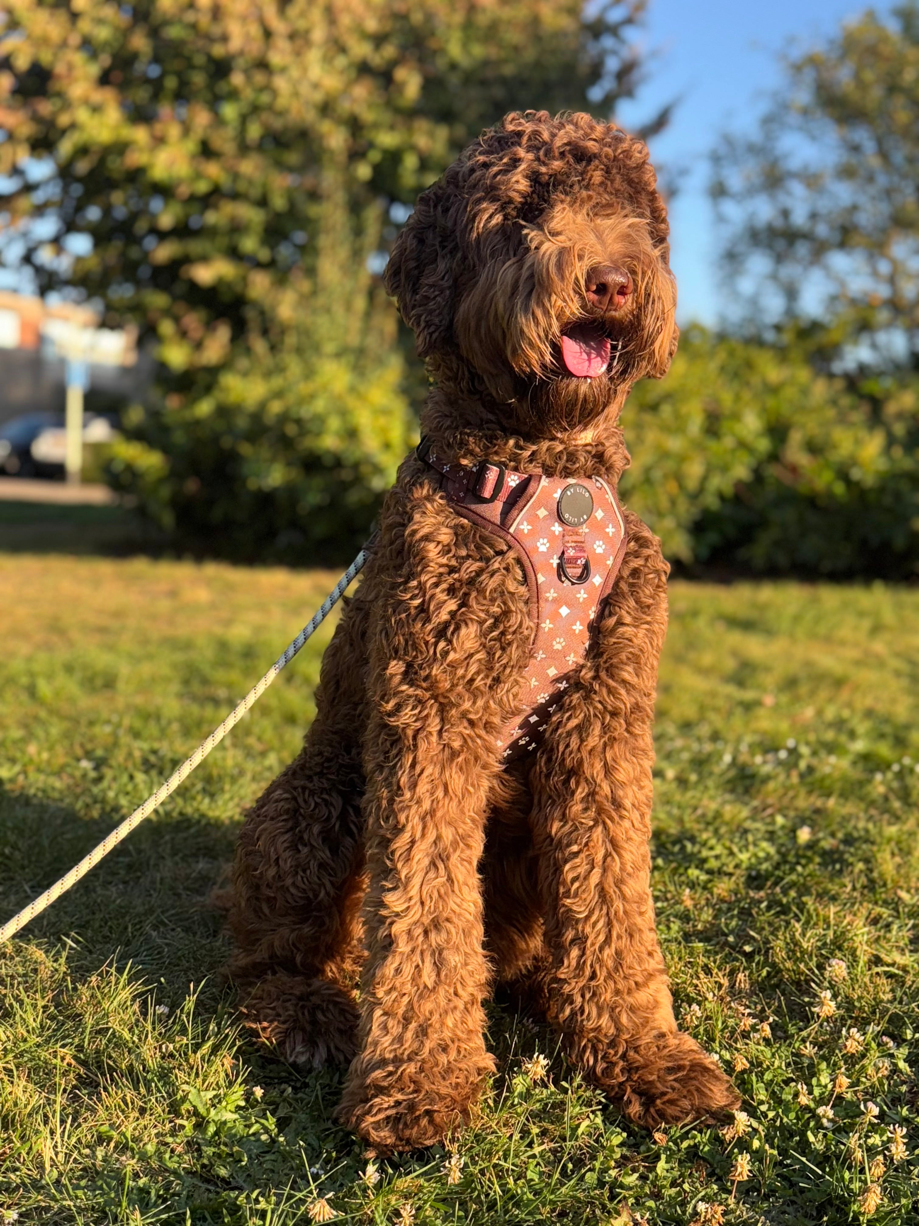 Bruin reflecterend anti-trek Y-tuig - By Lilo - close-up