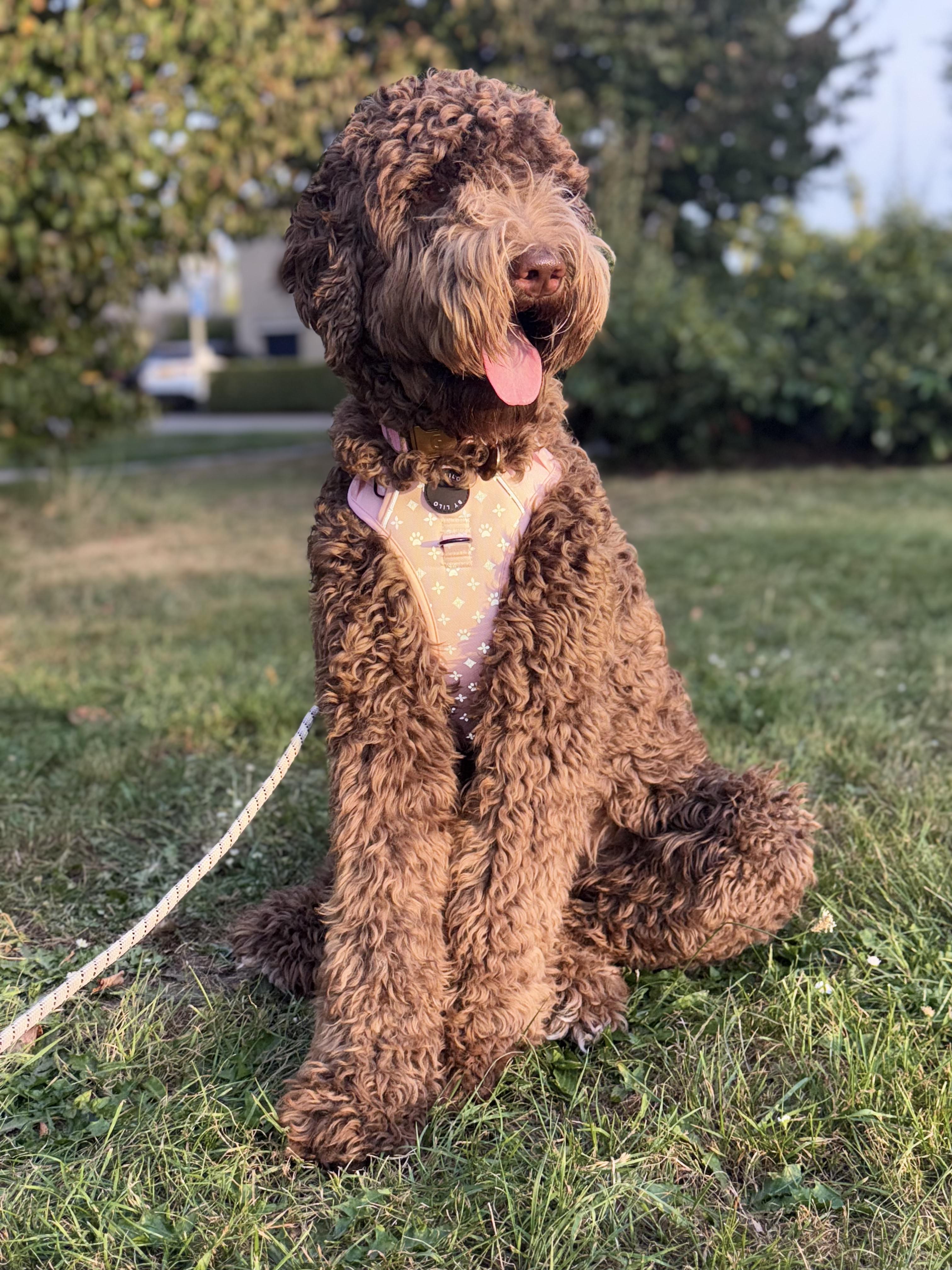 Roze reflecterend anti-trek Y-tuig - By Lilo - zijaanzicht