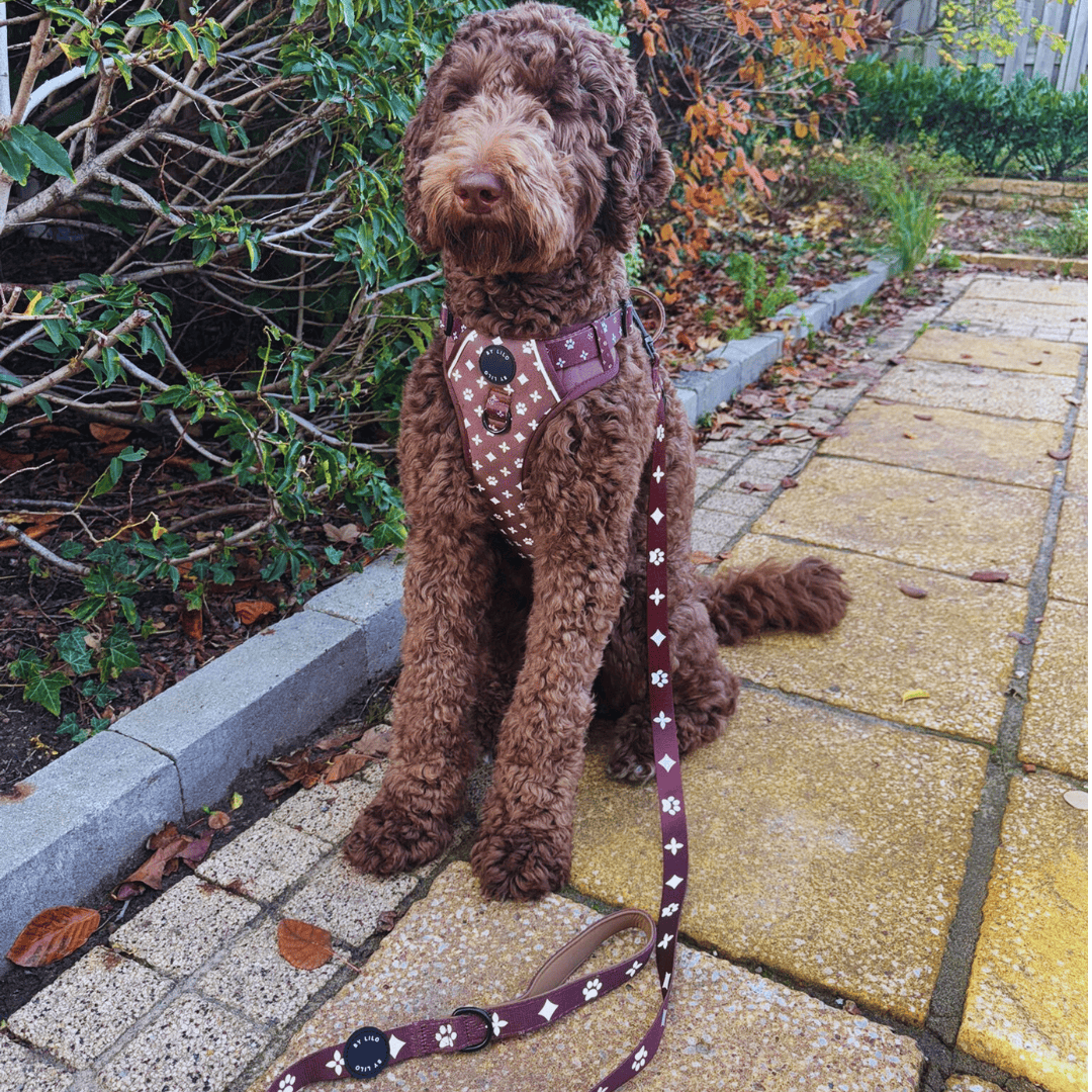 Bruine reflecterende hondenharnas met riem set - By Lilo