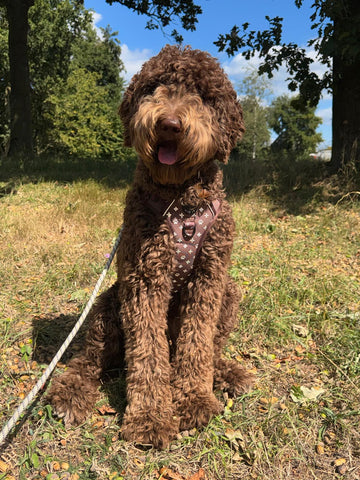 Bruin reflecterend anti-trek Y-tuig - By Lilo