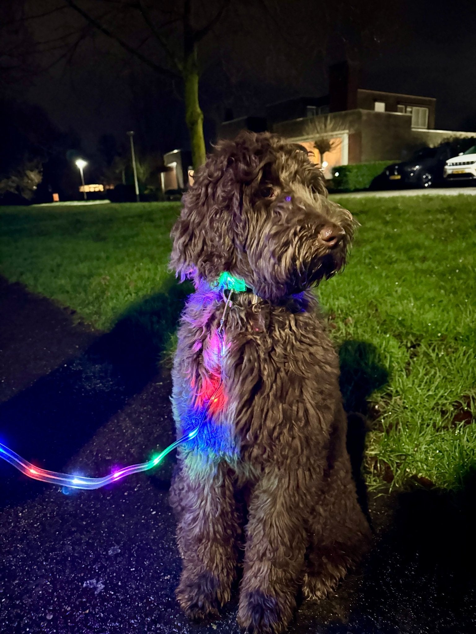 Led halsband en riem combinatie - By Lilo
