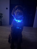Lichtgevende LED Honden Halsbanden - By Lilo